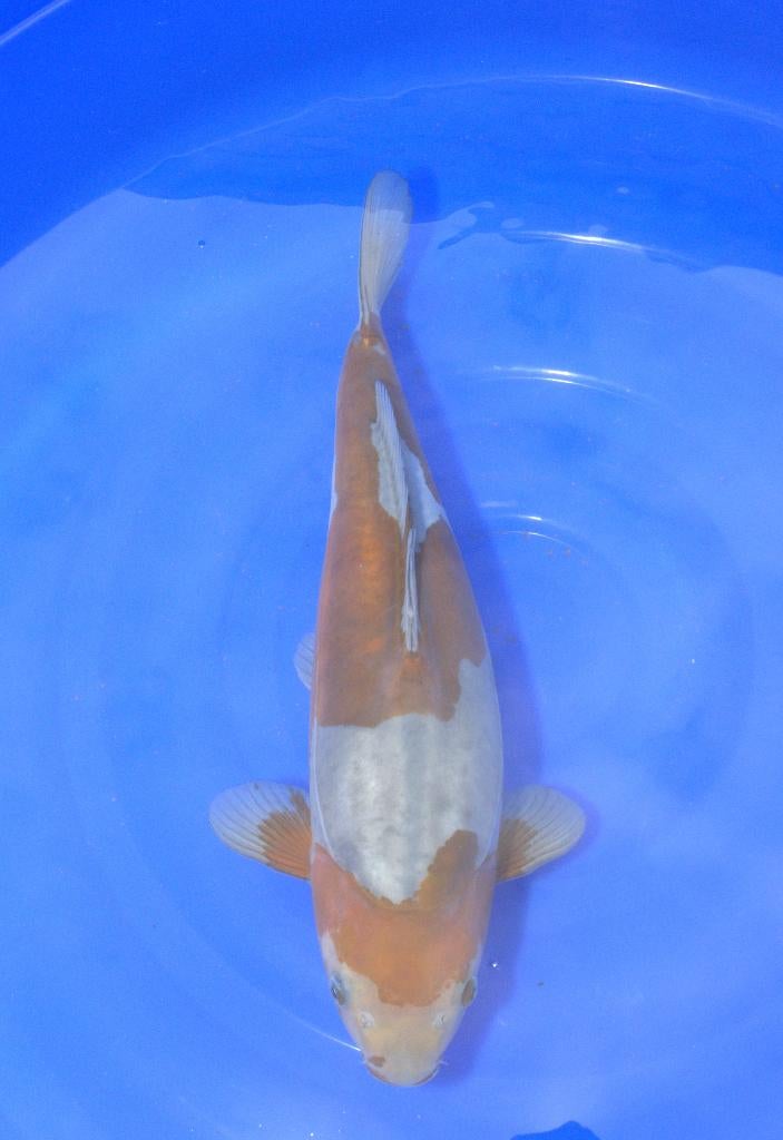 040 Doitsu Ochiba Shigure, Karper of Koi