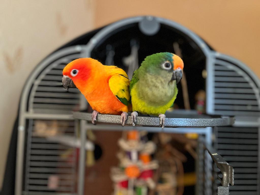 Koppel aratinga’s met kooi, Meerdere dieren, Parkiet, Geringd