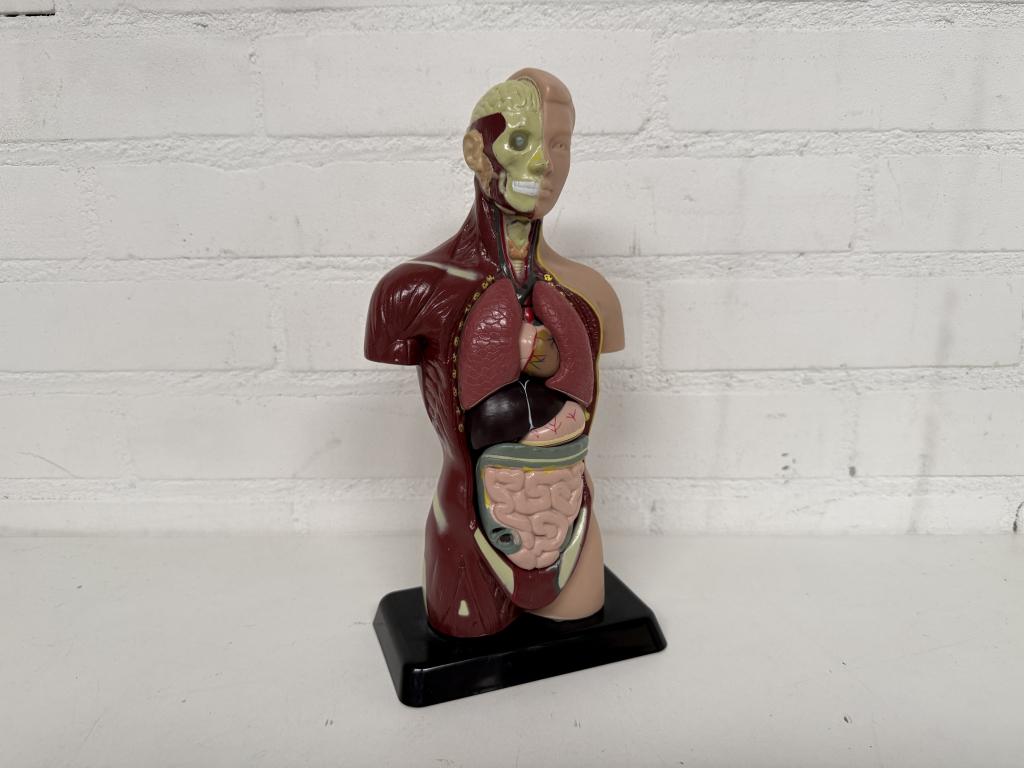 Anatomisch Model, Ophalen of Verzenden
