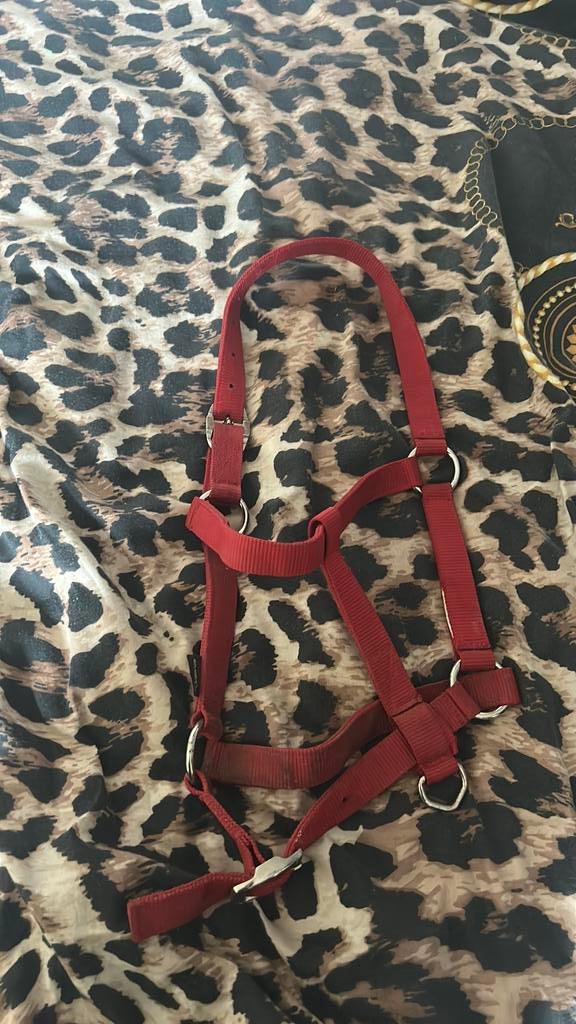 Rood halster cob/paard, Ophalen of Verzenden, Zo goed als nieuw, Overige soorten