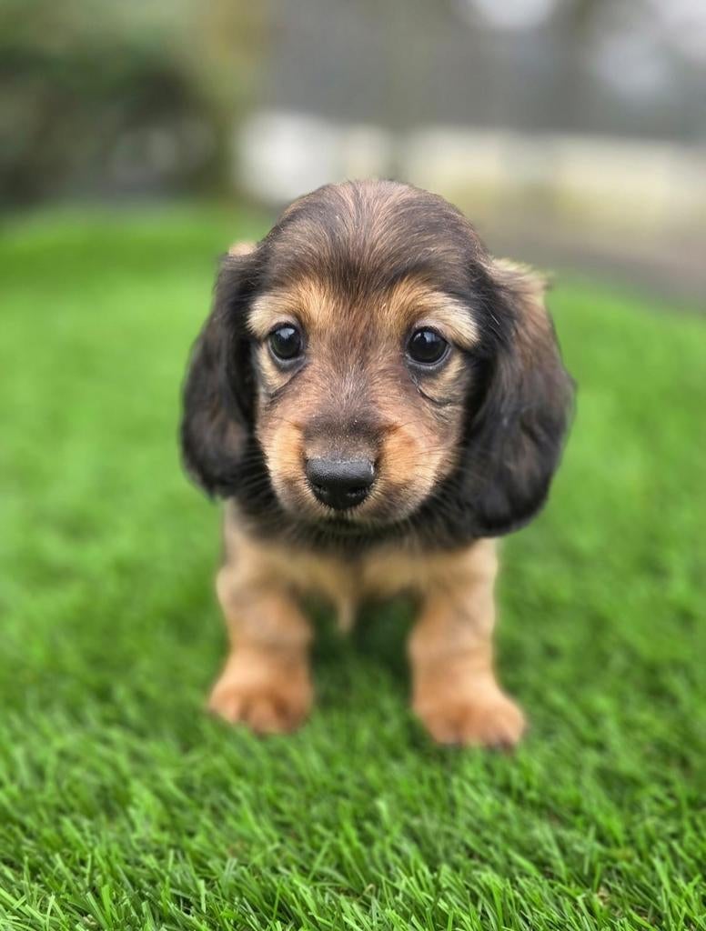 Te koop mooie langharige Dwerg Teckel pups (tekkel), Dieren en Toebehoren, Parvo, Nederland, 8 tot 15 weken, Dwerg