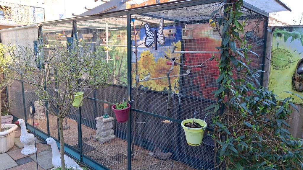 Spitstaart amadine, Meerdere dieren