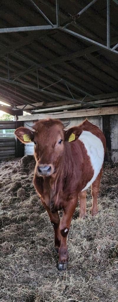Lakenvelder Koe / vaarzen, Dieren en Toebehoren, Vrouwelijk, 0 tot 2 jaar