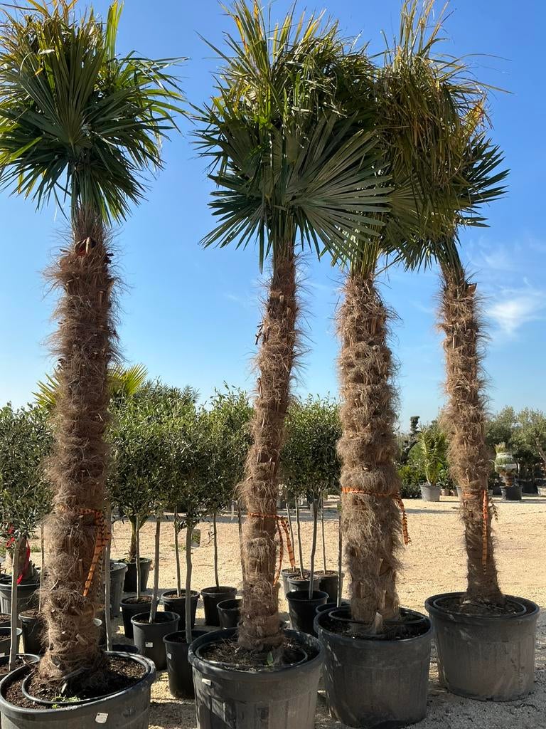 Palmboom/ palmbomen, Tuin en Terras, Planten | Bomen, Palmboom, 250 tot 400 cm, Volle zon, Lente, In pot, Ophalen