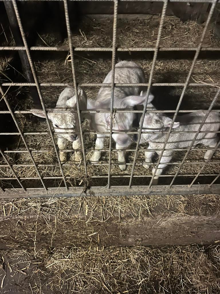 Fleslam, leblam, Dieren en Toebehoren, Schapen, Geiten en Varkens, Meerdere dieren, Schaap