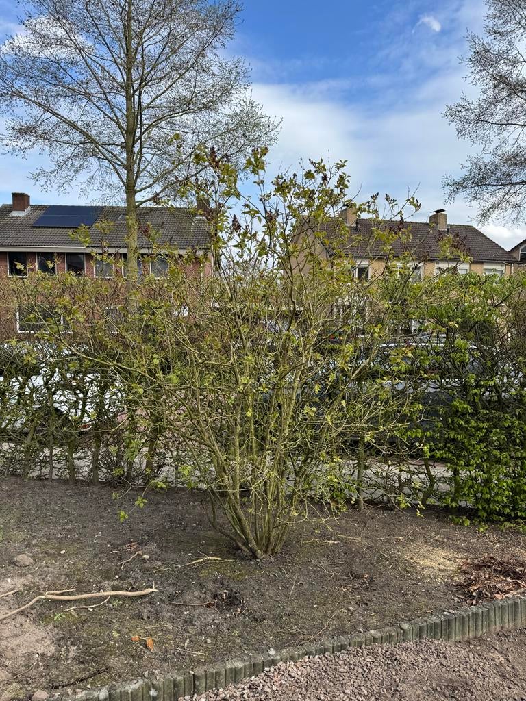 Grote roze sering vol in knop, heerlijk geurend, Tuin en Terras, Ophalen, Overige soorten, Struik, 100 tot 250 cm