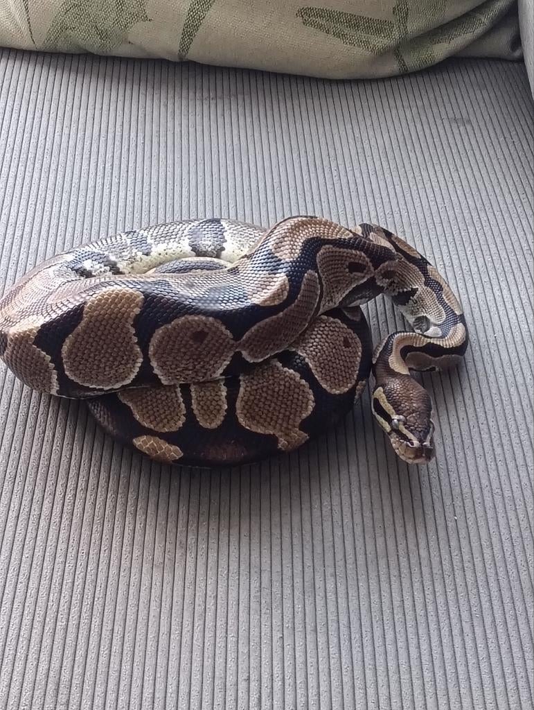 Wildkleur Koningspython (2015) te koop Ball Python - unknown for sale from Rick en Peggy