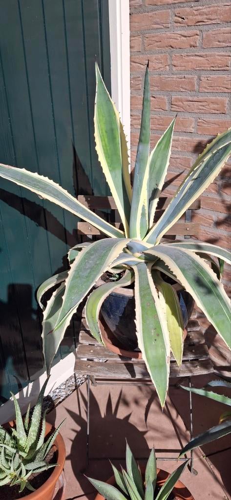 Grote bonte Agave Americana plant in pot, Ophalen, Bloeit niet, Overige soorten, Volle zon