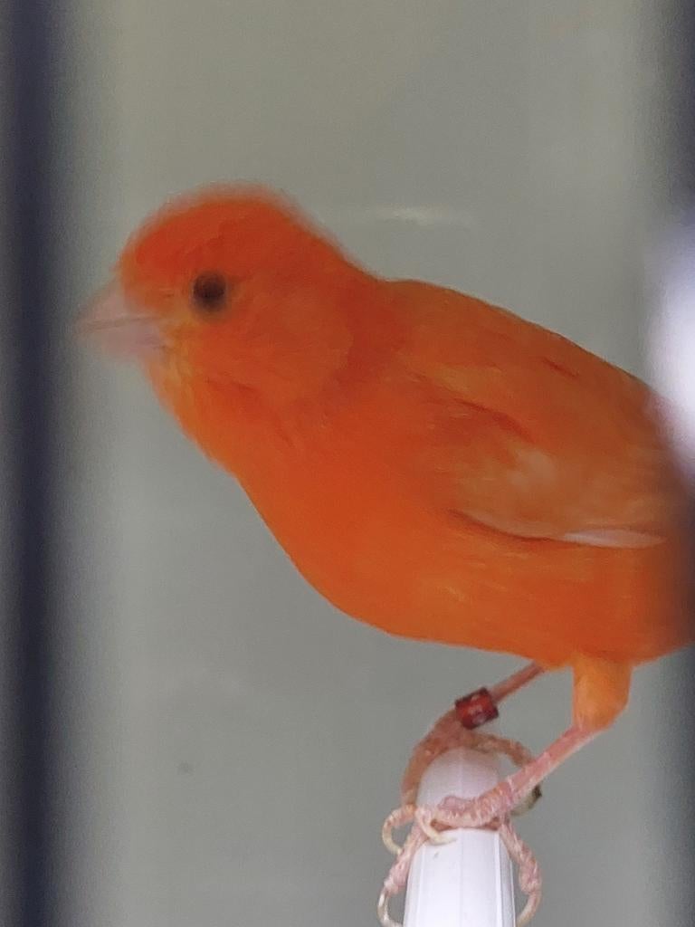 Kanarieman rood vetstof, Dieren en Toebehoren, Vogels | Kanaries, Mannelijk, Kleurkanarie