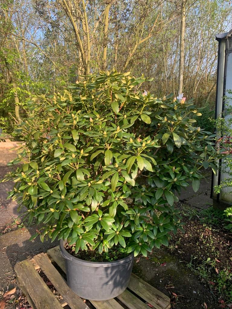 Rhododendron cunningham white in grote pot, Overige soorten, Vaste plant, Ophalen of Verzenden, Halfschaduw