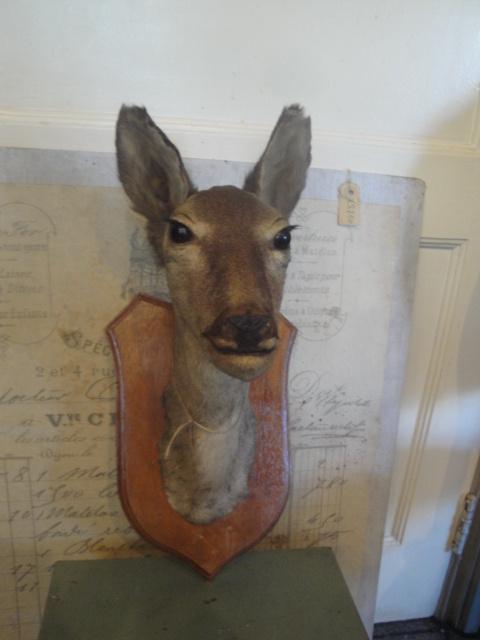 hertenkop hinde in perfecte staat, Ophalen