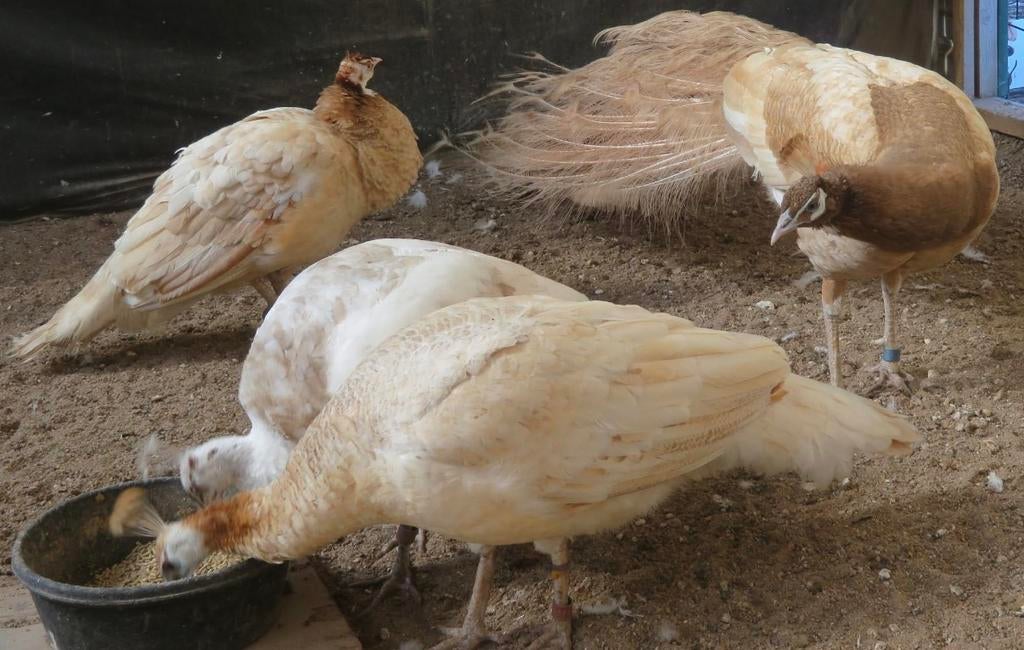 Perzik pauwen, Meerdere dieren, Overige soorten