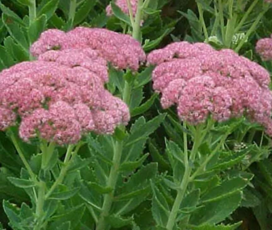 Sedum, Ophalen of Verzenden, Volle zon