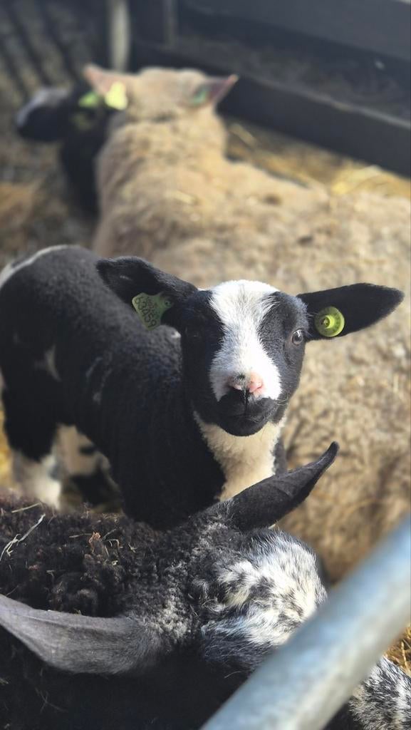 Bonte ram, Dieren en Toebehoren, Schapen, Geiten en Varkens, Mannelijk, Schaap, 0 tot 2 jaar