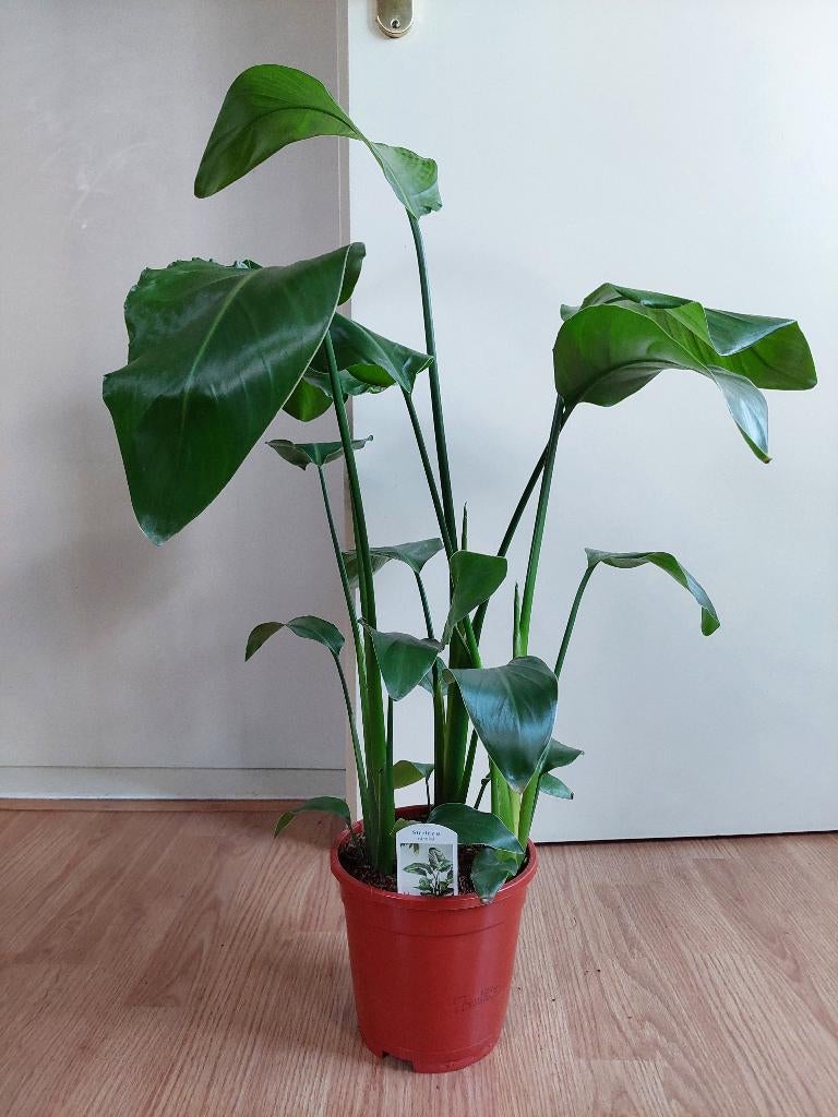 Strelitzia Nicolai - Paradijsvogelplant H: 78 cm., Ophalen, Overige soorten, Halfschaduw, Minder dan 100 cm