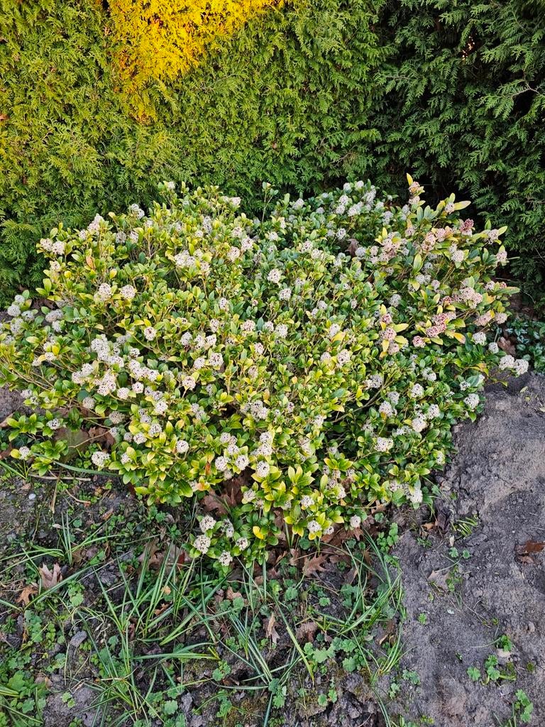 Vaste planten, Ophalen, Overige soorten, Minder dan 100 cm