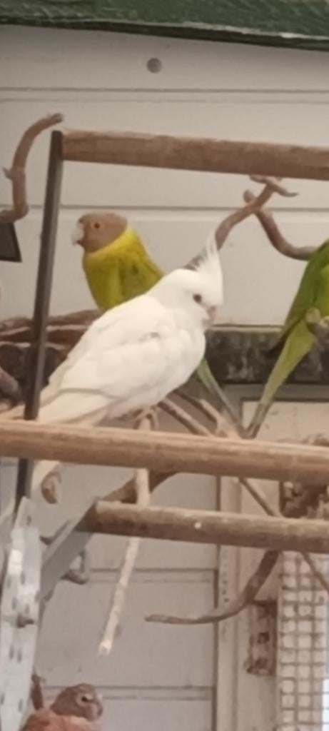 Witte valkparkiet, Dieren en Toebehoren, Vogels | Parkieten en Papegaaien, Parkiet