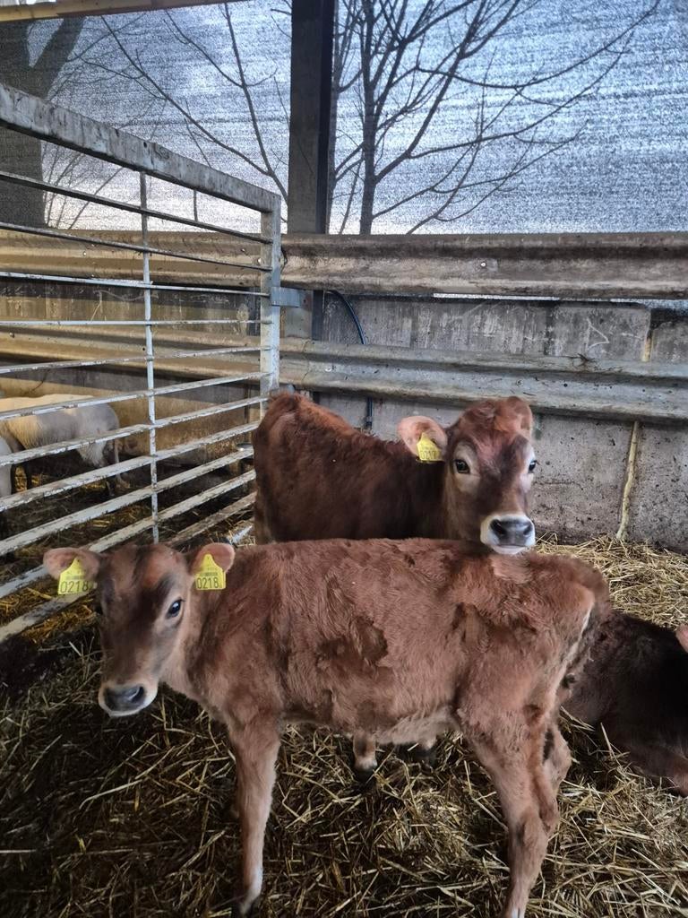 Jersey vaars kalveren, Dieren en Toebehoren, Runderen, Meerdere dieren