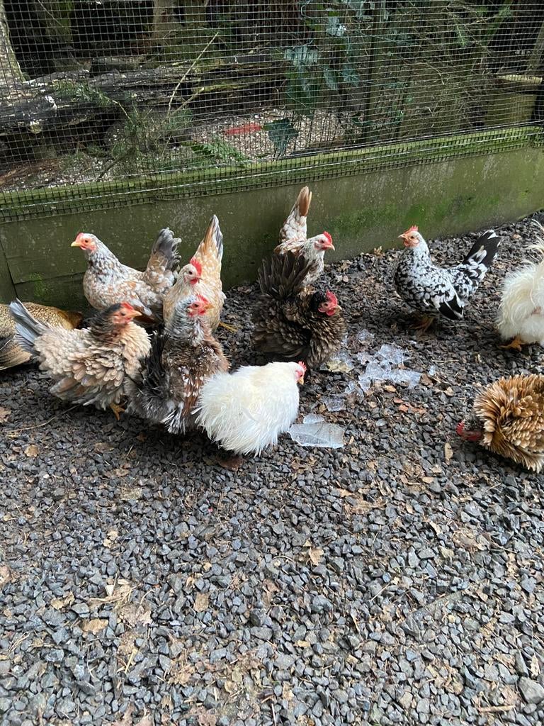 Serama broedeieren | kans op zijdeveer, krulveer en gladveer, Dieren en Toebehoren, Pluimvee, Geslacht onbekend, Kip