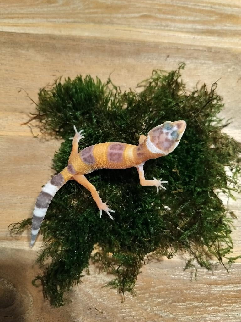 Jonge/ baby luipaardgekko, Dieren en Toebehoren, Hagedis, 0 tot 2 jaar