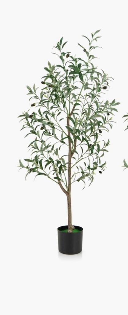 Nepplant olijfboom, Ophalen, Overige soorten, Volle zon