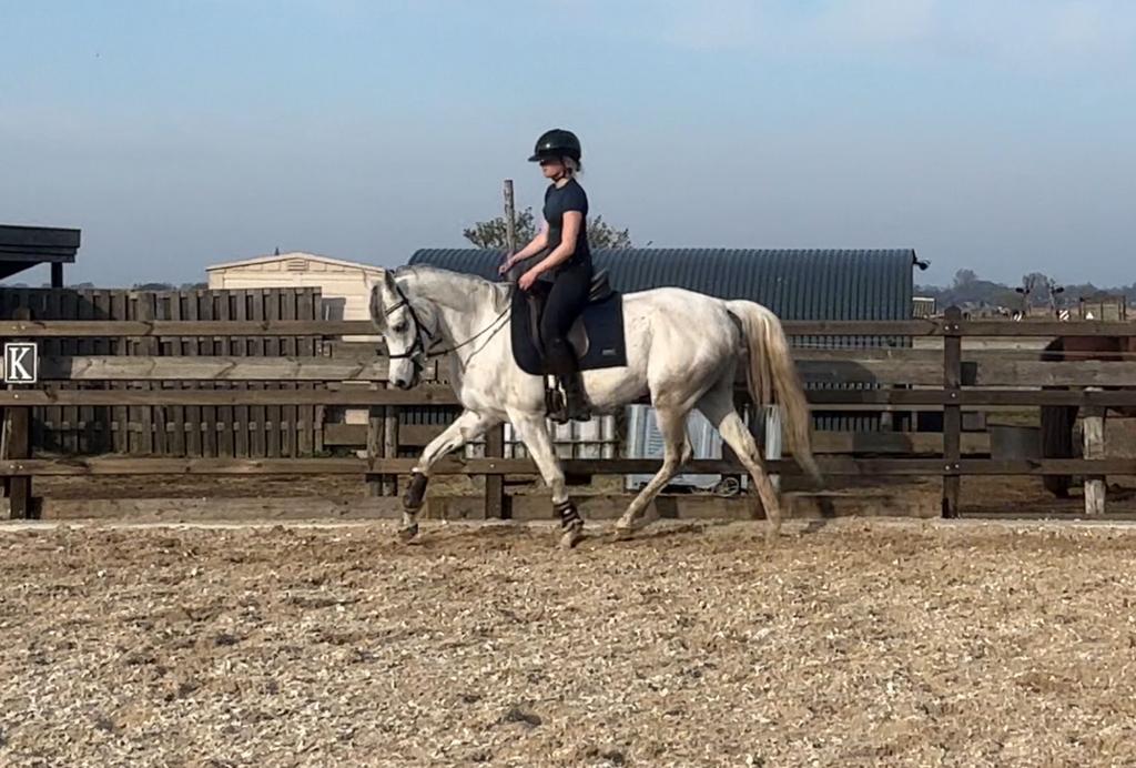 Div Arabische volbloed (Arabier) (Arabisch) (Friese merrie), Merrie, Met stamboom, Niet van toepassing, 3 tot 6 jaar