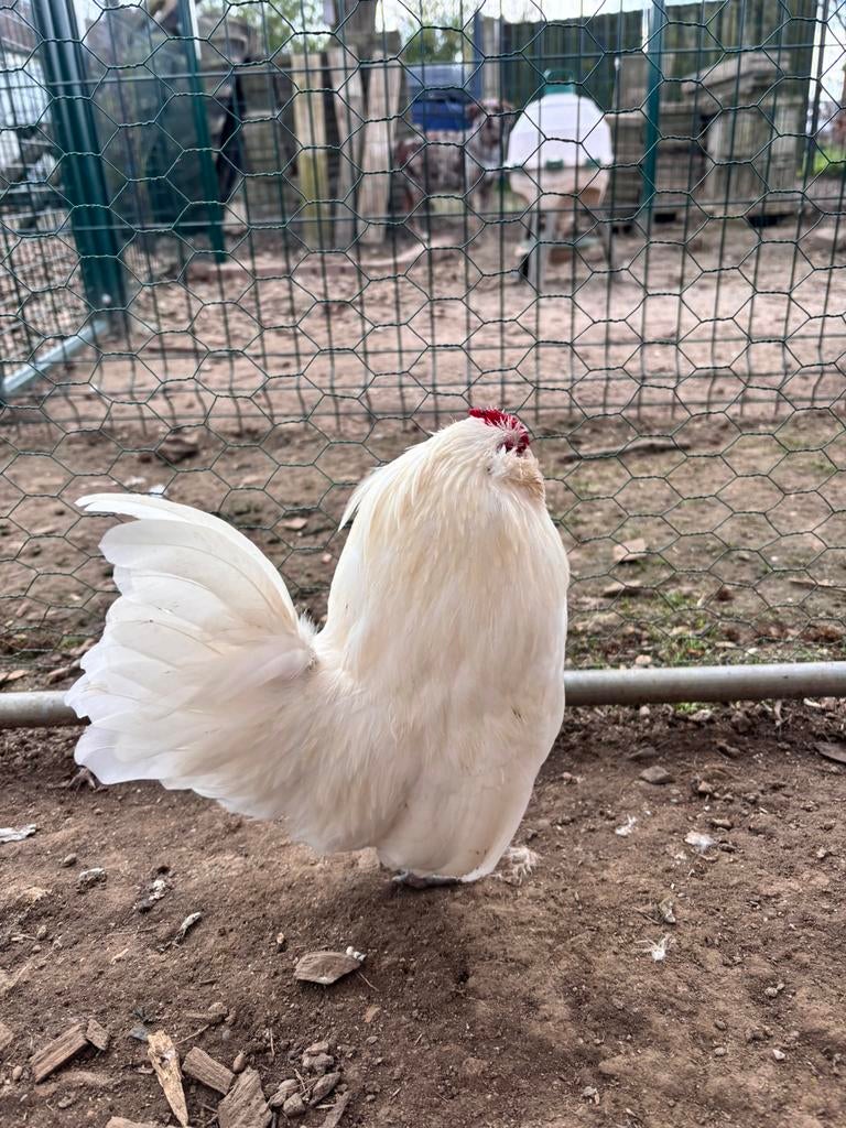 Koppel Antwerpse baardkrielen, Dieren en Toebehoren, Meerdere dieren, Kip
