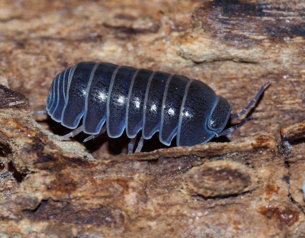 Armadillo officinalis – sissende pissebed, Dieren en Toebehoren