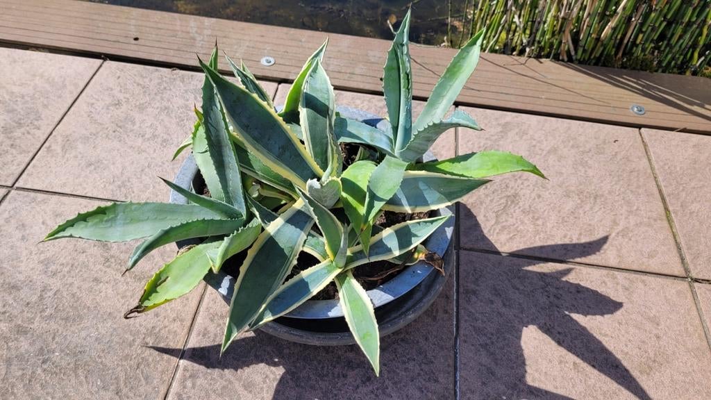 Diverse cactussen te koop, eigen kweek, Ophalen, Overige soorten, Volle zon