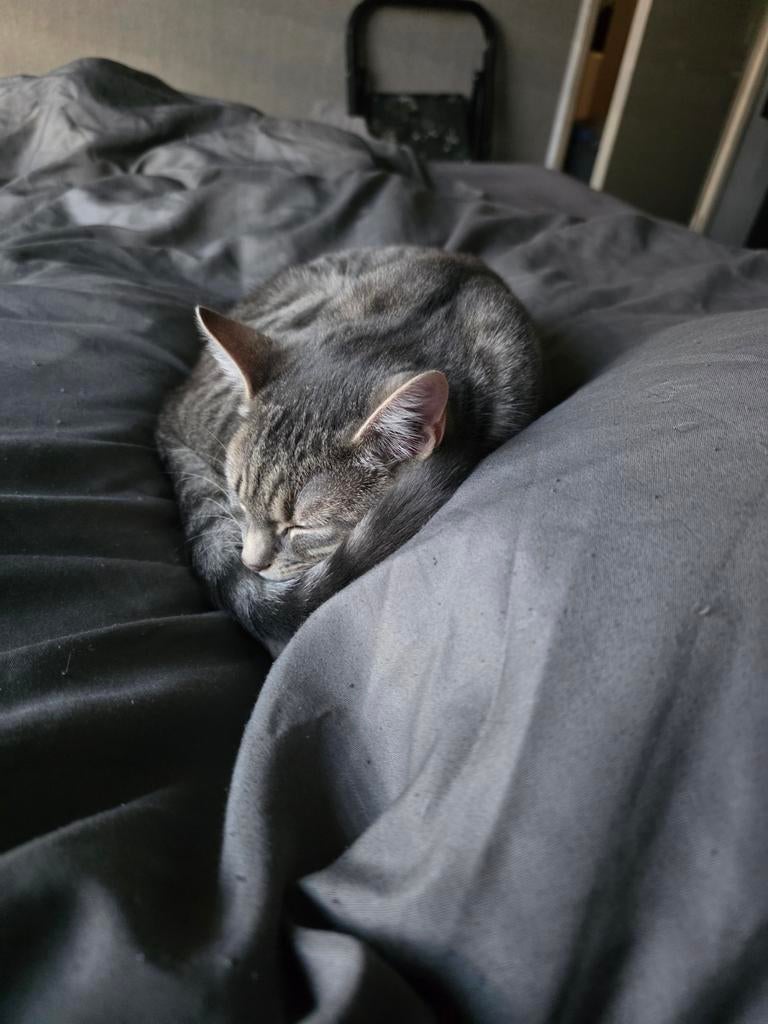 2 kittens opzoek naar een nieuw huisje, Meerdere dieren, Kortharig, 0 tot 2 jaar