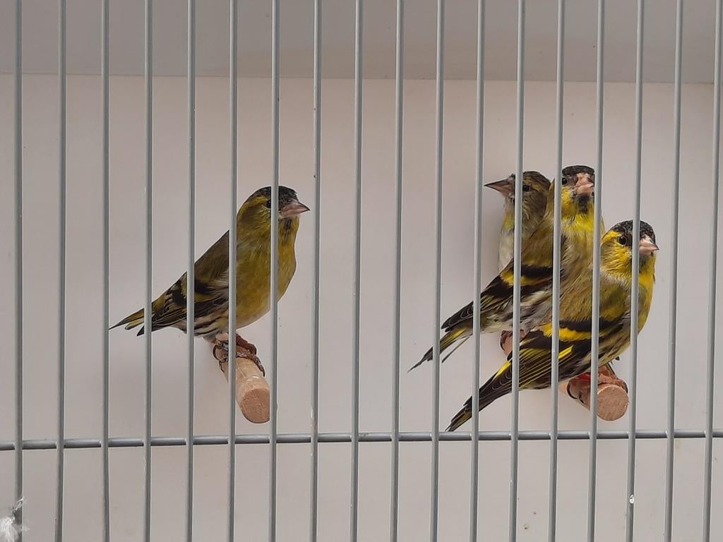 Europese sijs, Dieren en Toebehoren, Meerdere dieren, Parkiet, Geringd