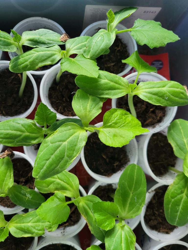 Surinaamse lauki, Ophalen, Halfschaduw, Minder dan 100 cm