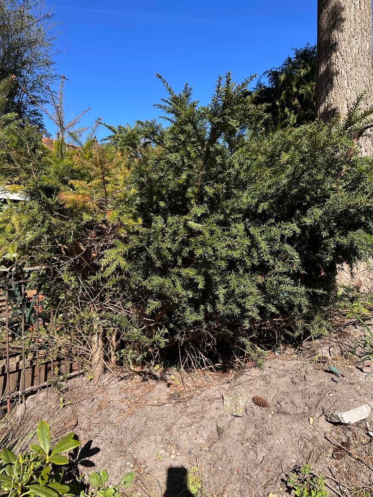 Diverse bomen gratis zelf uitgraven, Bloeit niet, Overige soorten, 250 tot 400 cm, Ophalen