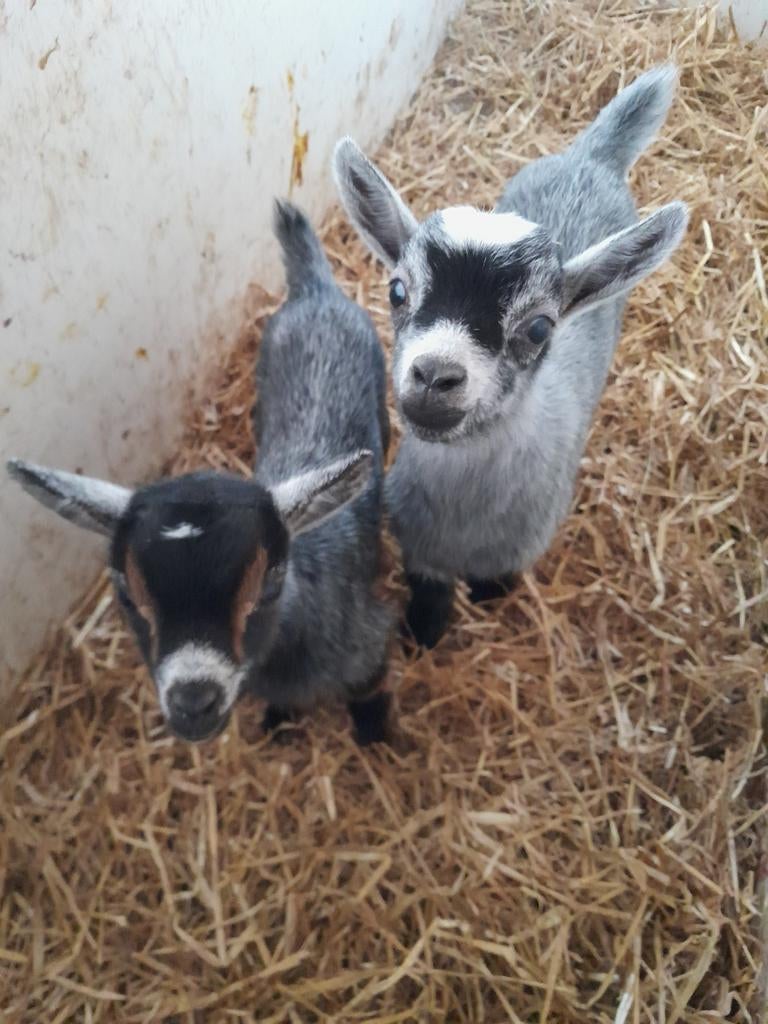Te koop 2 blauwschimmel tan dwerggeiten fles bokjes., Dieren en Toebehoren, Mannelijk, Geit