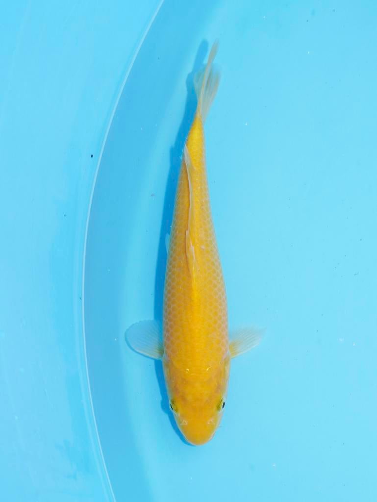 Win €1000 met deze Karashigoi grow wedstrijd Konishi blood, Karper of Koi