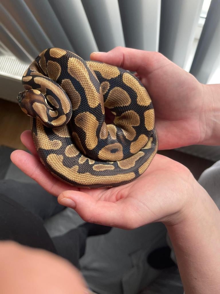 Ballpython man Ball Python - male for sale from wendy