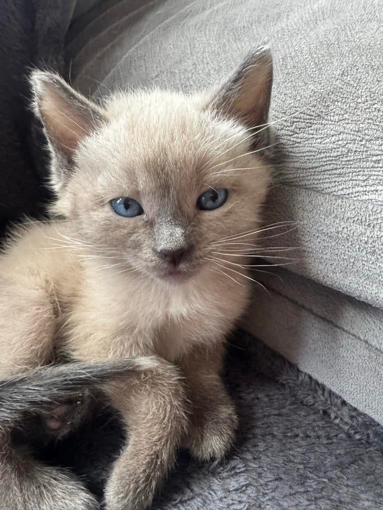 Siamese kittens, Dieren en Toebehoren, Katten en Kittens | Raskatten | Korthaar, Meerdere dieren, Ingeënt