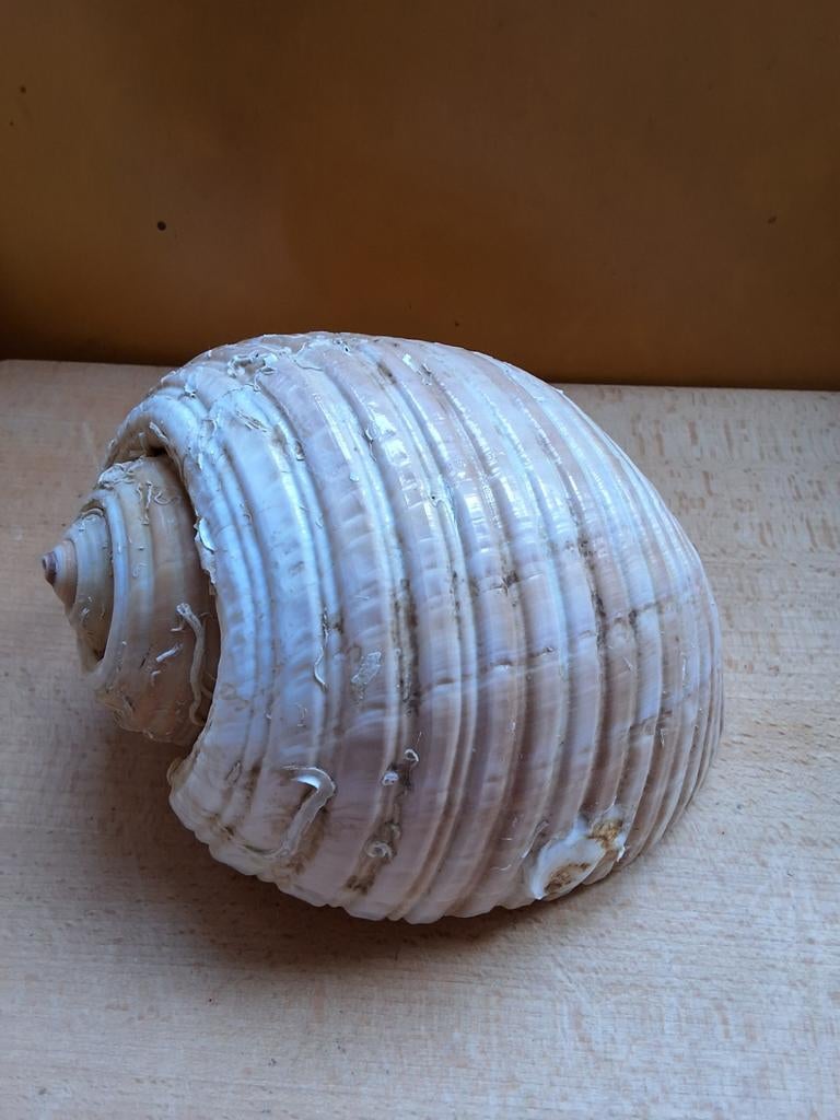 Grote zeeschelp tonna galea schelp, Ophalen of Verzenden, Schelp(en)