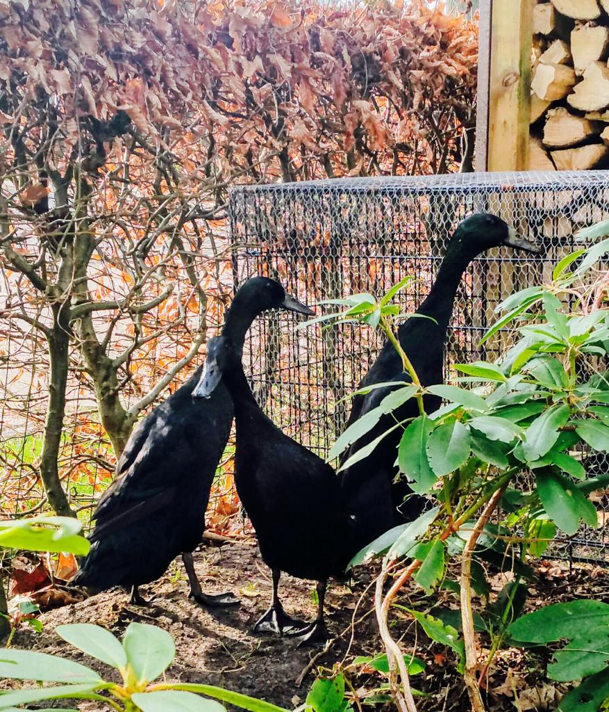 Broedeieren gitzwarte indische loopeenden, Geslacht onbekend, Eend