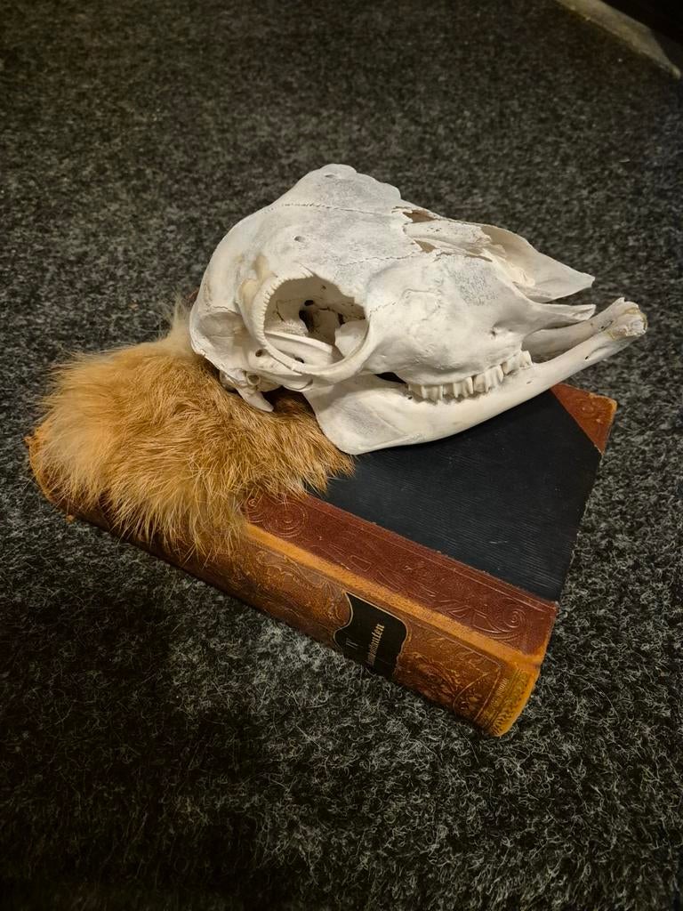 Brocant boek met schedel., Ophalen of Verzenden