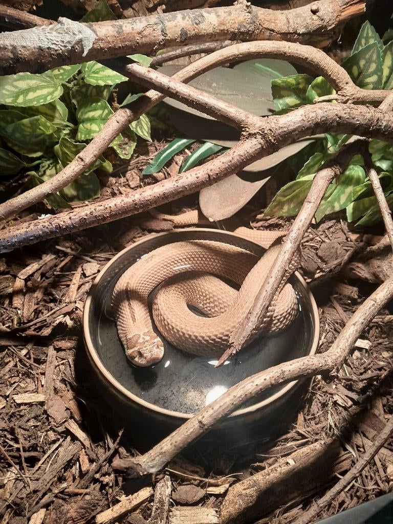 Heterodon nasicus superconda. 2 x Hognose Snake - unknown for sale from Twan