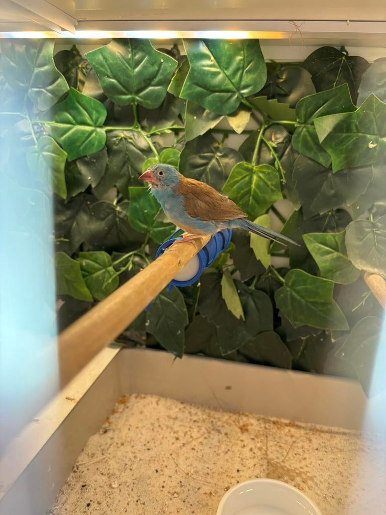 Blauwkop blauwfazant 2-0, Dieren en Toebehoren, Mannelijk