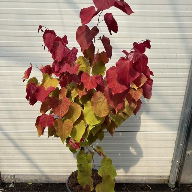 Cercis of Judasboom, Tuin en Terras, Planten | Bomen, Ophalen of Verzenden, Lente, In pot, 100 tot 250 cm