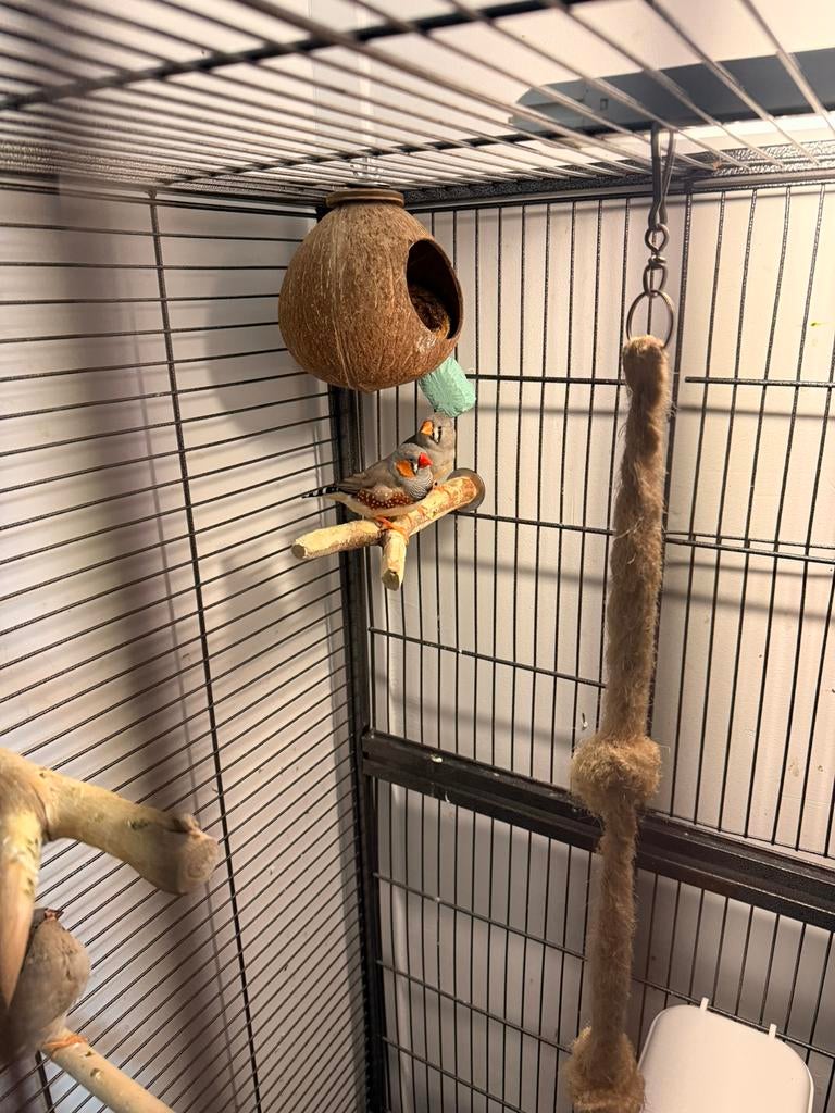 Zebravink koppel, Meerdere dieren, Kleurkanarie