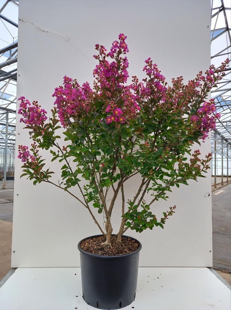 Lagerstroemia indica 'Purple Star'🌺, Tuin en Terras, Ophalen, Overige soorten, Halfschaduw