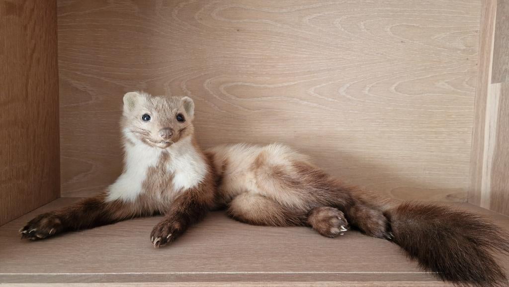 Opgezette steenmarter taxidermie, Verzamelen, Dierenverzamelingen, Ophalen of Verzenden, Zo goed als nieuw, Opgezet dier