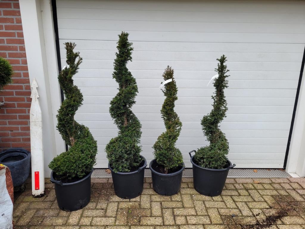 Taxus spiraal, Ophalen, Taxus, Minder dan 100 cm