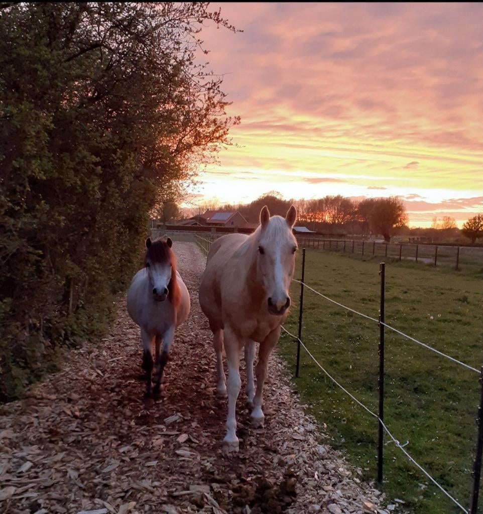 Palomino paint APHA & welsh a pony schimmel, Ruin, Recreatiepaard