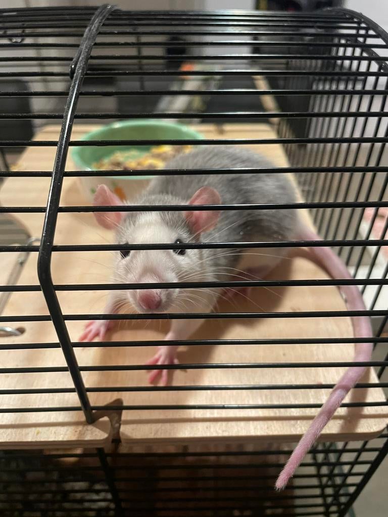 Ratje nog geen jaar oud, Rat, Augustus, Mannelijk, Tam