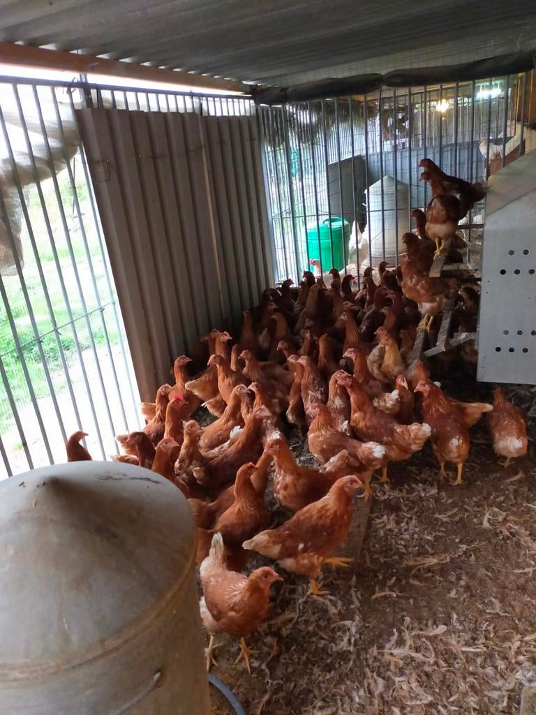 Leghennen, hennen legkippen,  isha brown  ,witte leghorns, Vrouwelijk, Kip